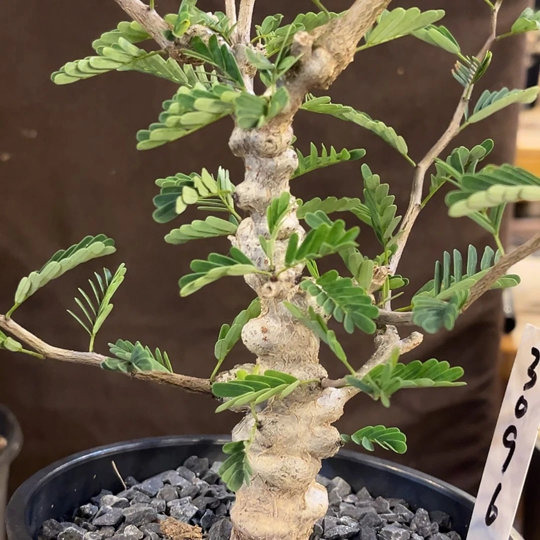 潮流植物 沙漠苏木  福利