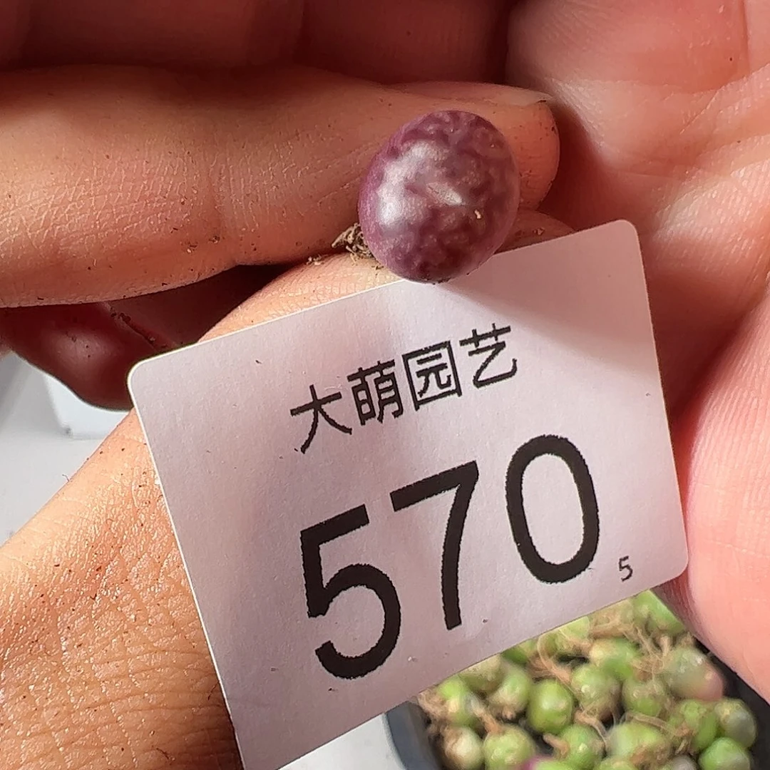 0000570 一物一拍……