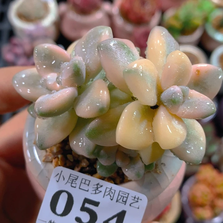 AY小尾巴迷你拇指盆栽多肉054