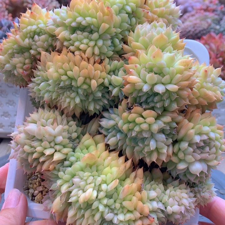 E****y一物一拍脱土洛根发货111