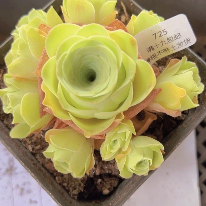 725 裸根不带土发货