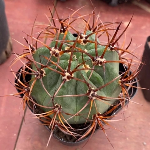 火焰龙大7仙人球