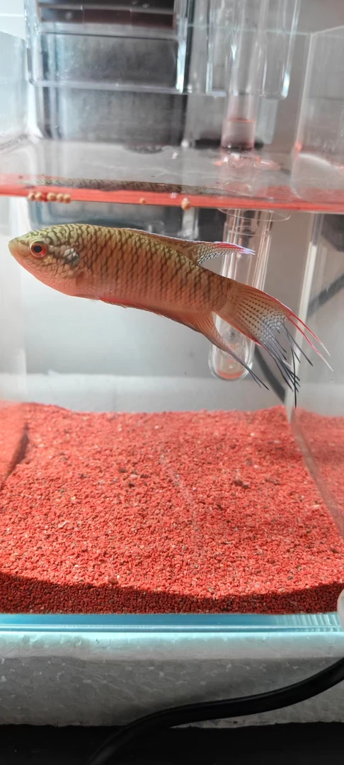 中国斗鱼小型观赏鱼