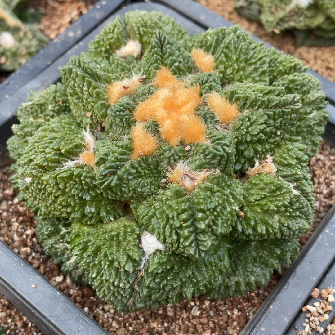 自根哥斯拉牡丹 细密炸犹