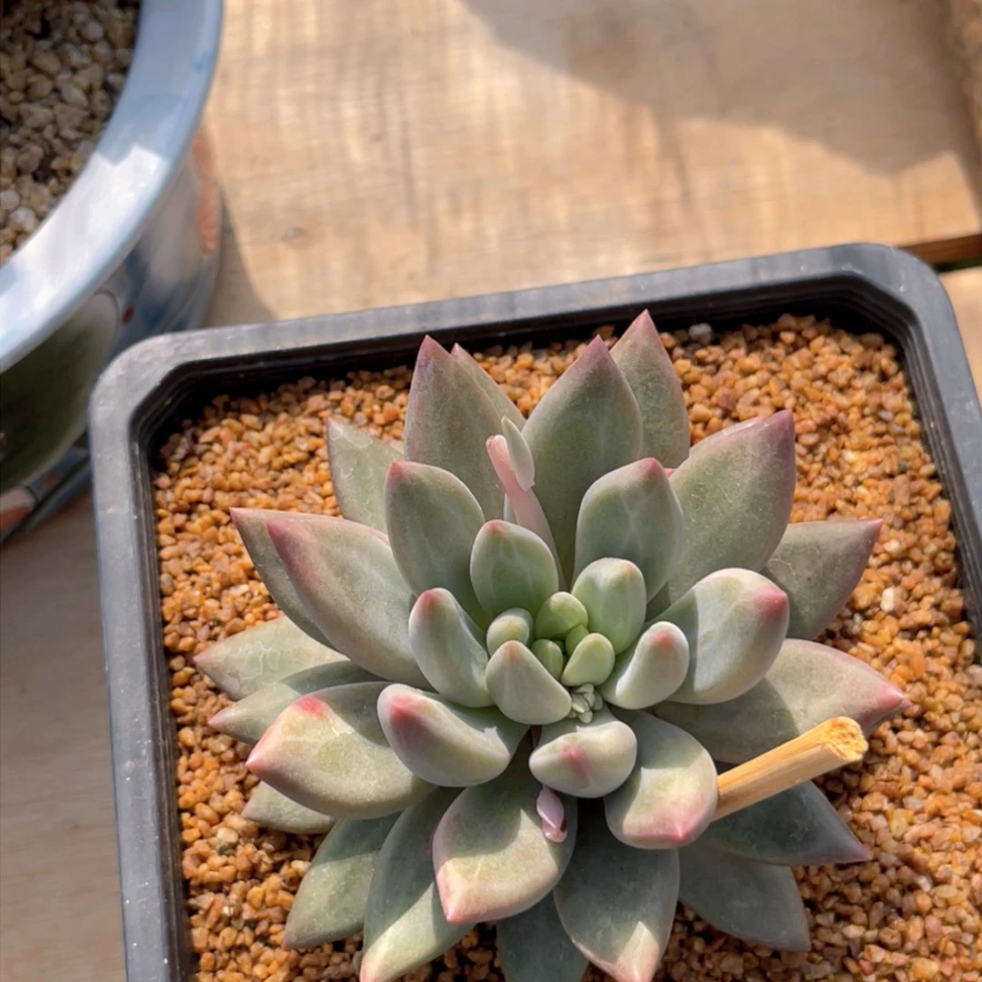 水晶球多肉植物发货