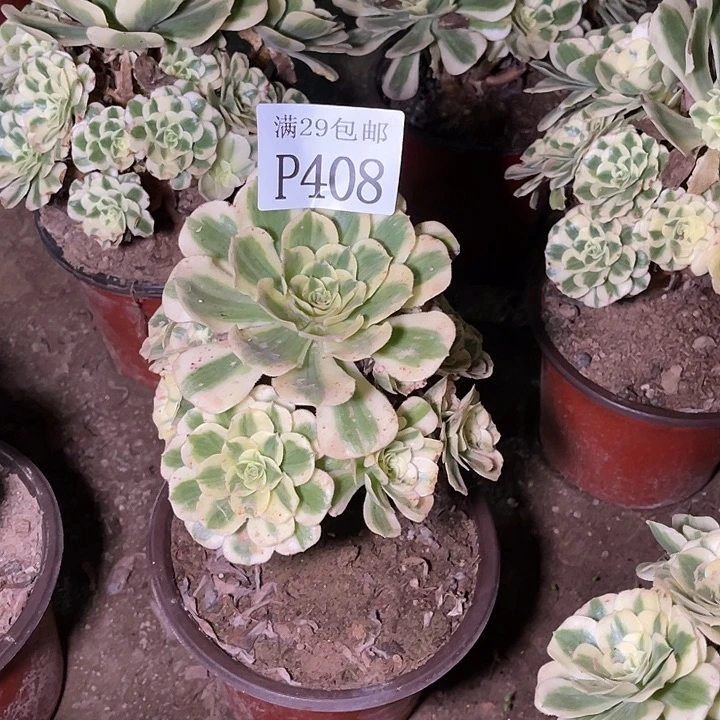 408迈巴赫多肉植物