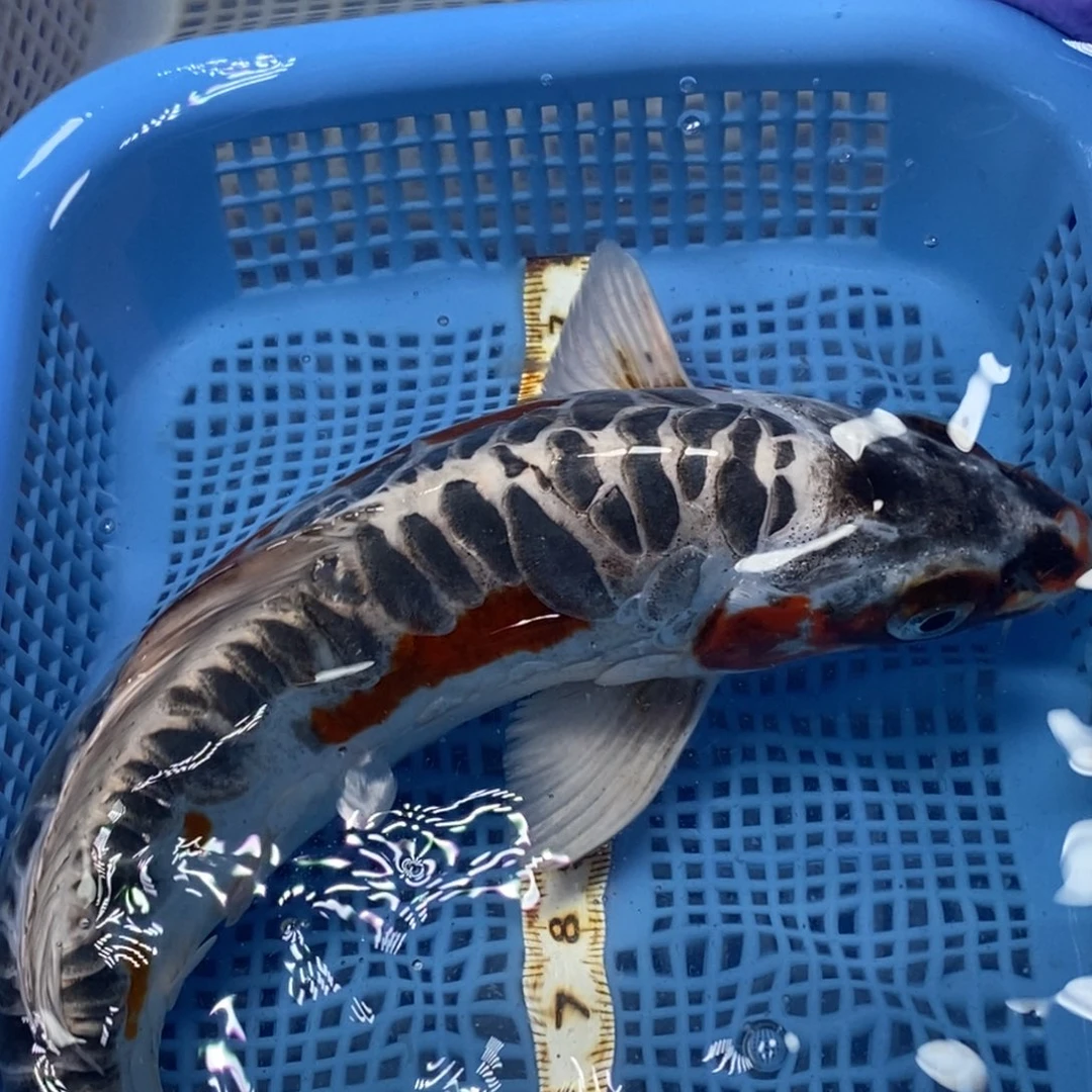 锦鲤冷水锦鲤包邮