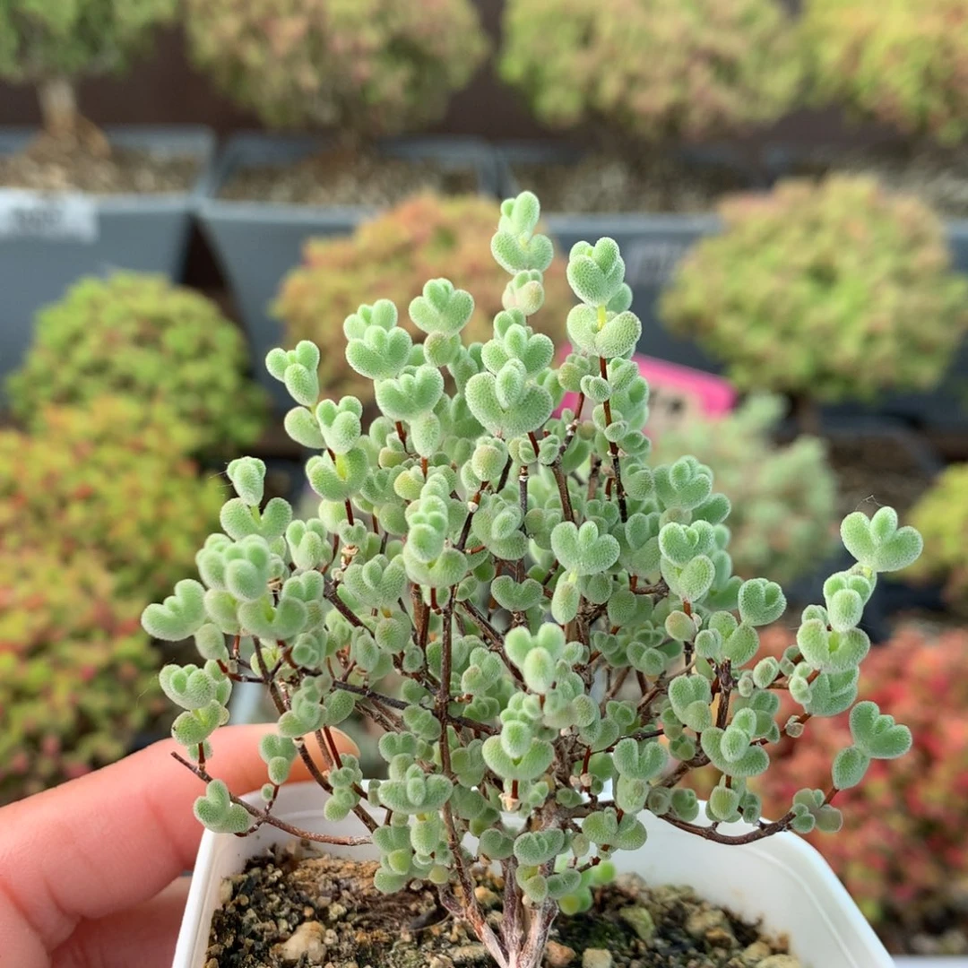 094实生莱斯 。    ？