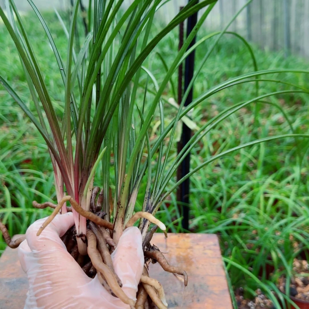 风***淡当前无花栽培后可以开花