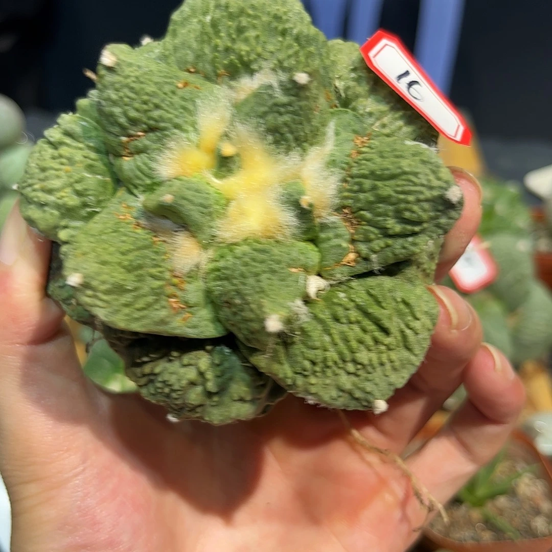 16号自根哥斯拉怒涛