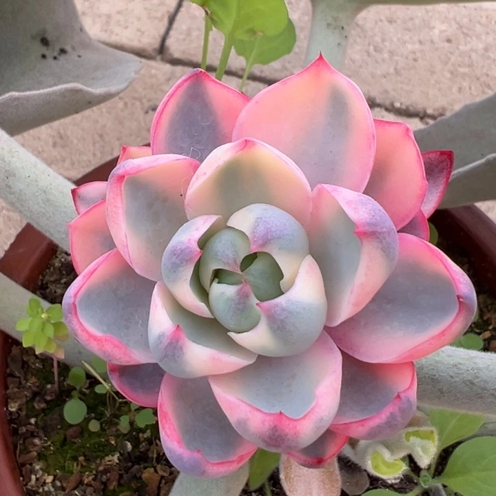 赫拉锦一物一拍锦龙