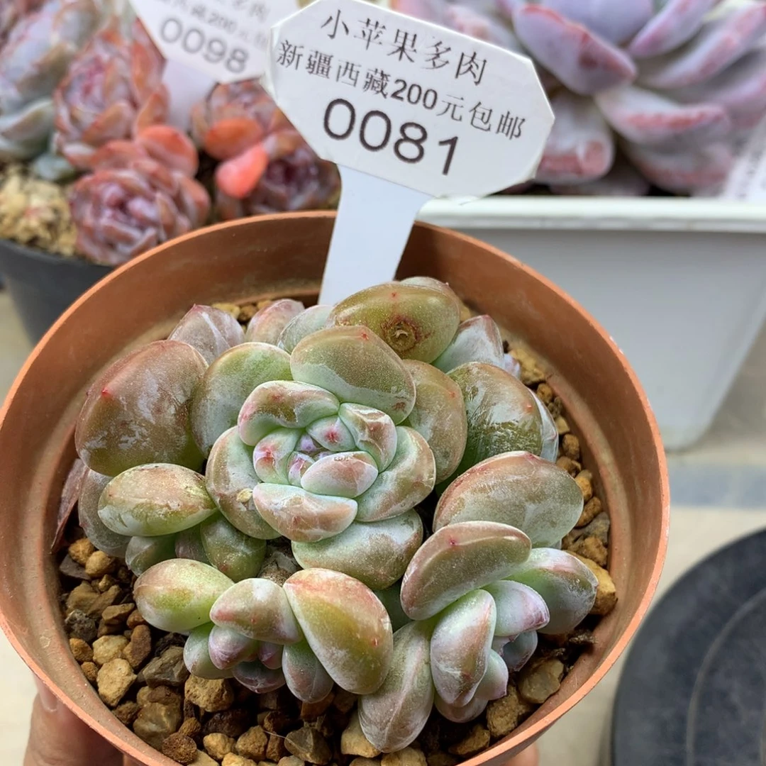 绿底紫心081/7cm6头