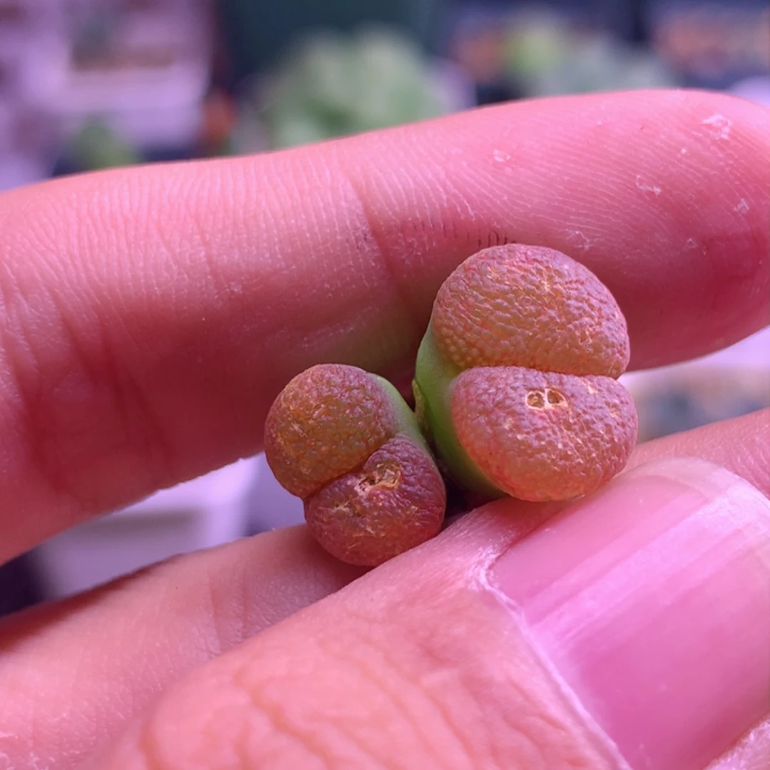 B818风铃植物一物一拍