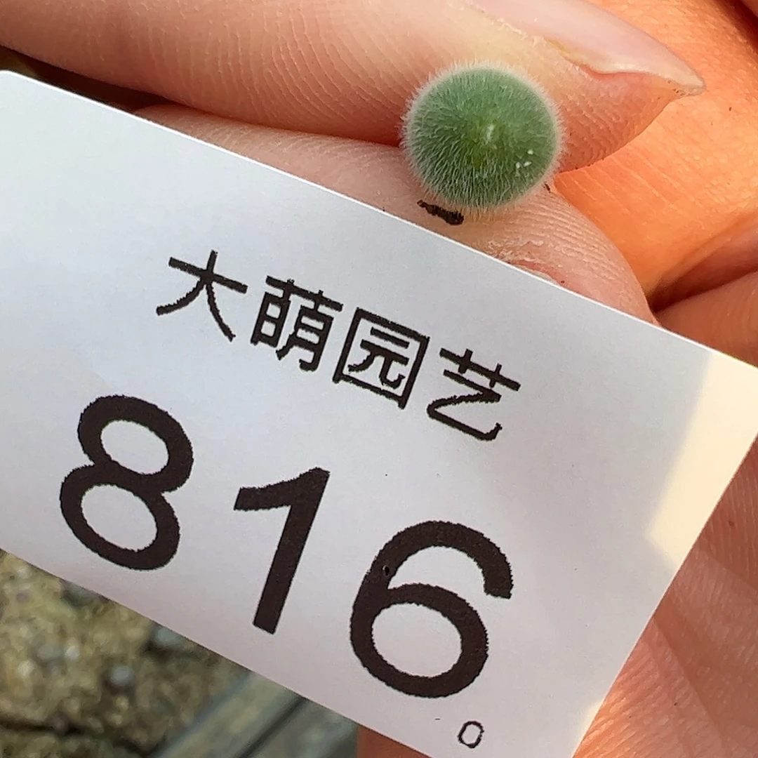 0000816量拍小美毛球1颗尺寸0.6上下