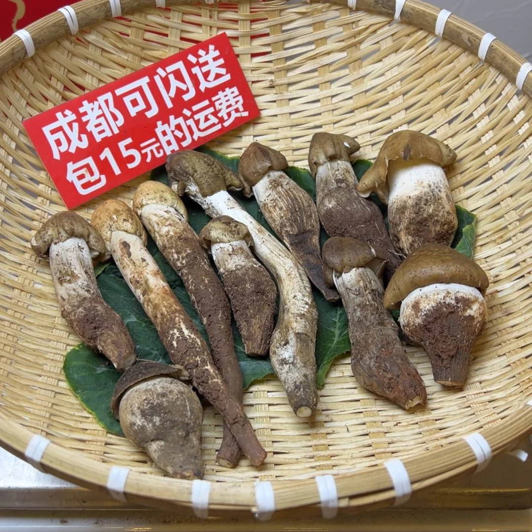 四川野生鸡枞菌中国大陆