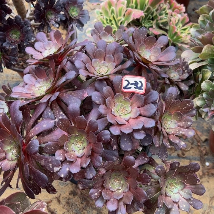 黑萝莉多肉植物2-32