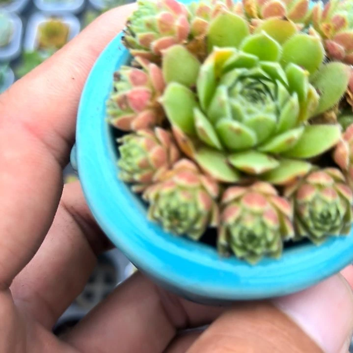 爱德华群，满5元包邮