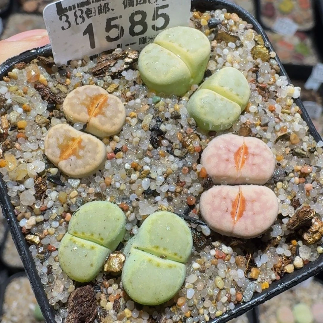 zzzz生石花肉锥1585