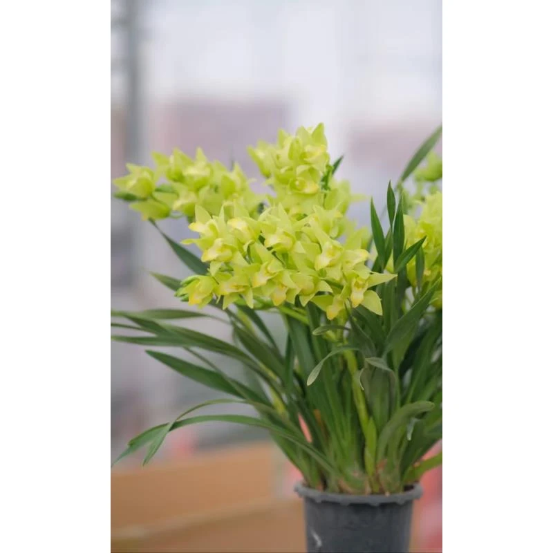 盆栽 834大花蕙兰 全场任意两单顺丰/京东