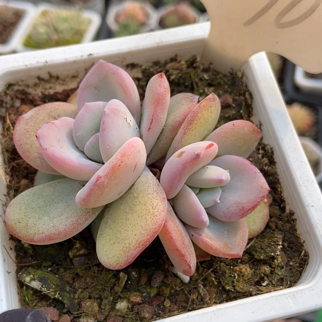 970奶茶多肉植物保护