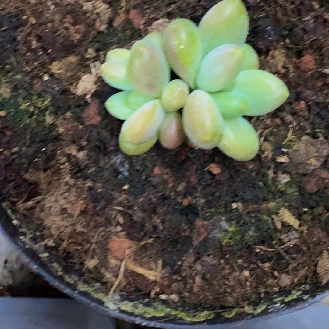 戴蒙德 双头 一物一拍