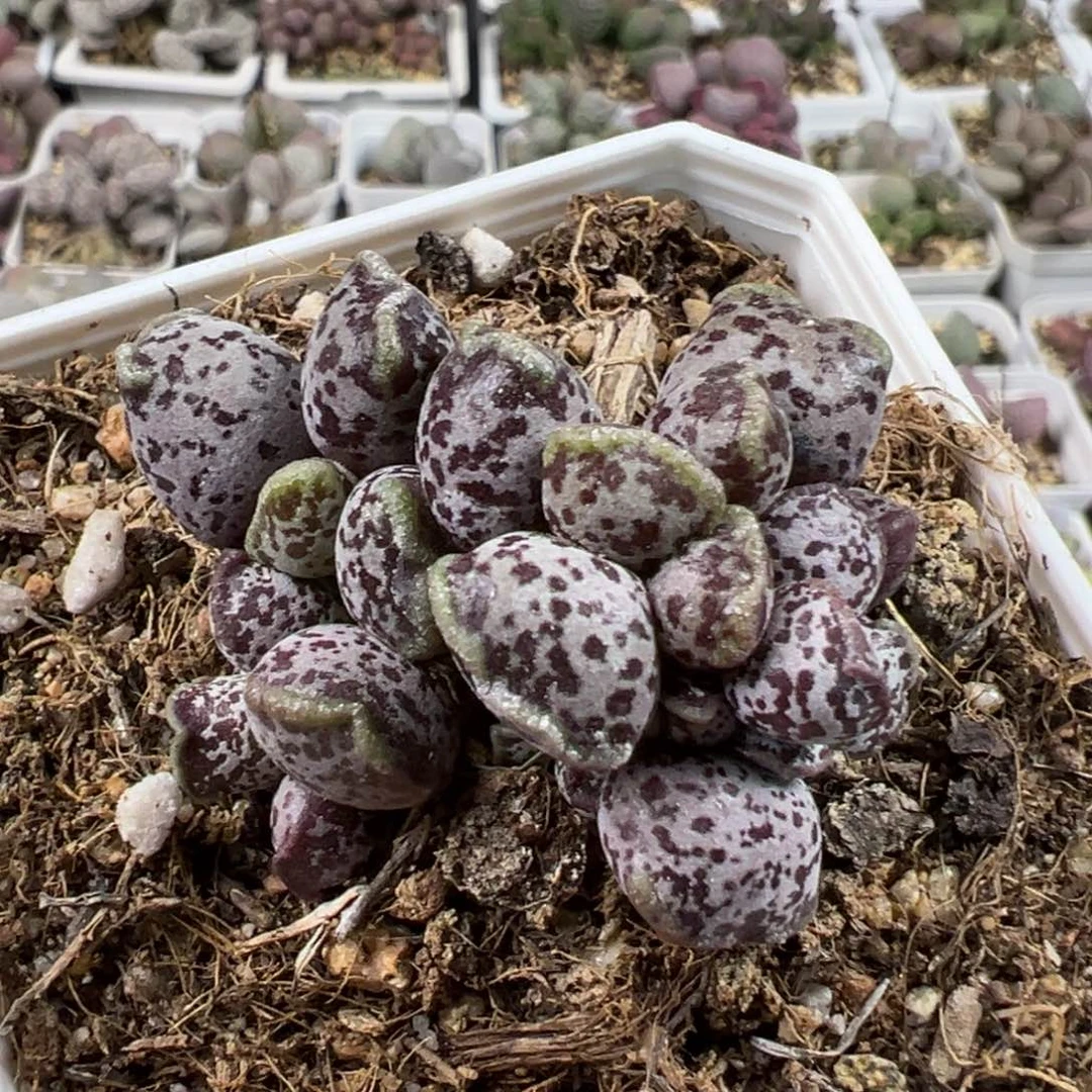 紫底紫斑达摩海豹