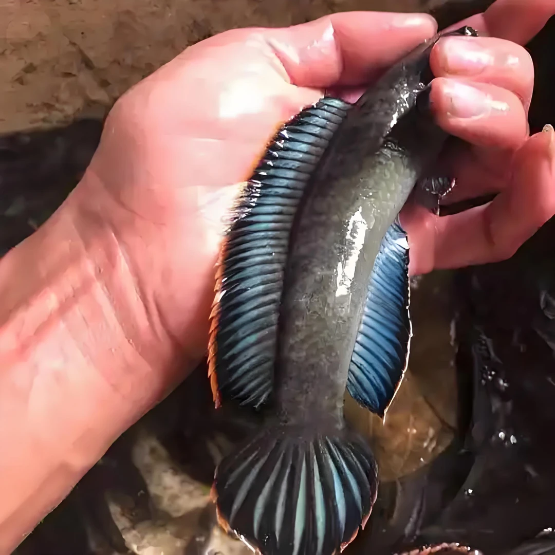 七彩冷水凶猛观赏鱼彩虹雷龙鱼精品原生南鳢淡水鱼