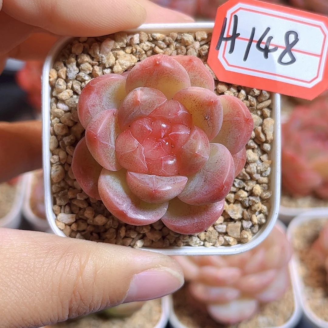 H148  新品珍妮满18包邮