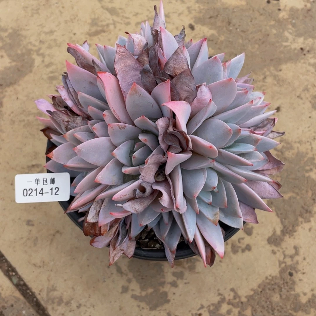 @*朱0214-12-白莲。。。。。。。