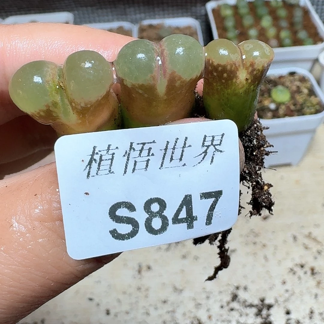 847号多肉植物哇f f