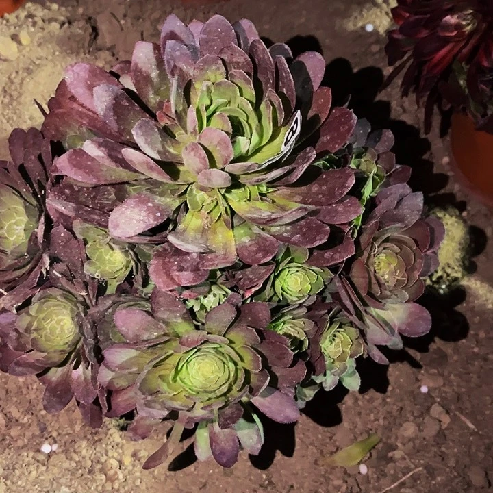 896万花筒多肉植物处理不售后