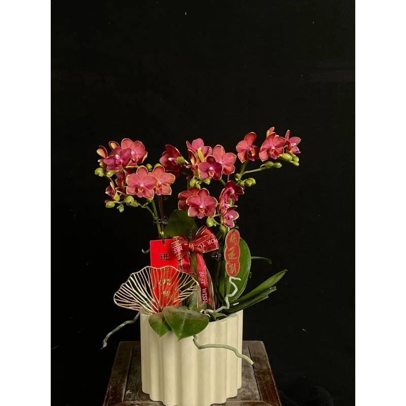 【金边番茄】室内 带香蝴蝶兰花 盆栽开花株 四季好养护绿植叶片