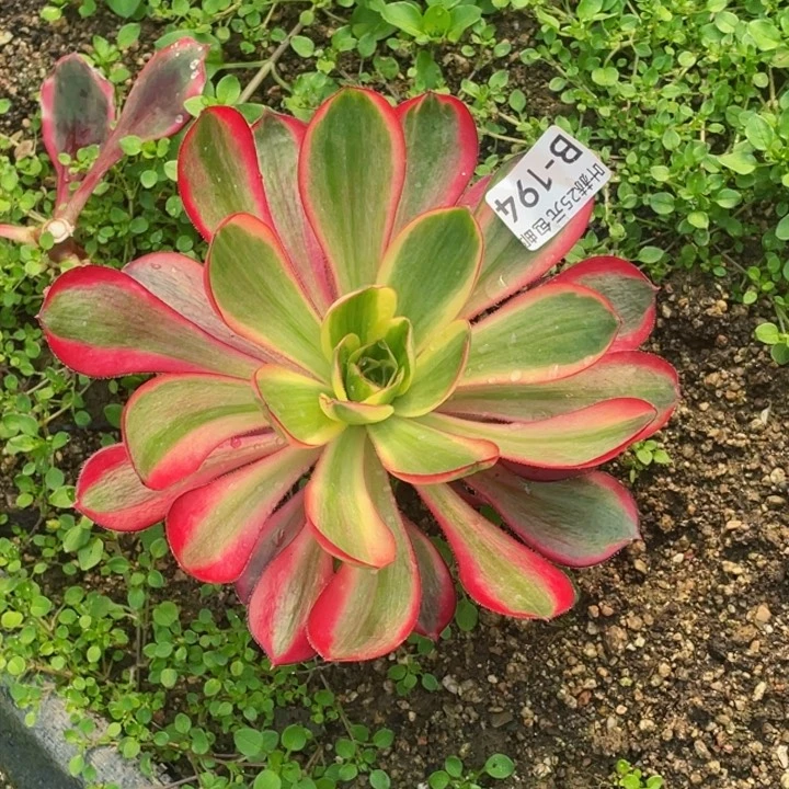 294红膜女多肉1，啊12345678