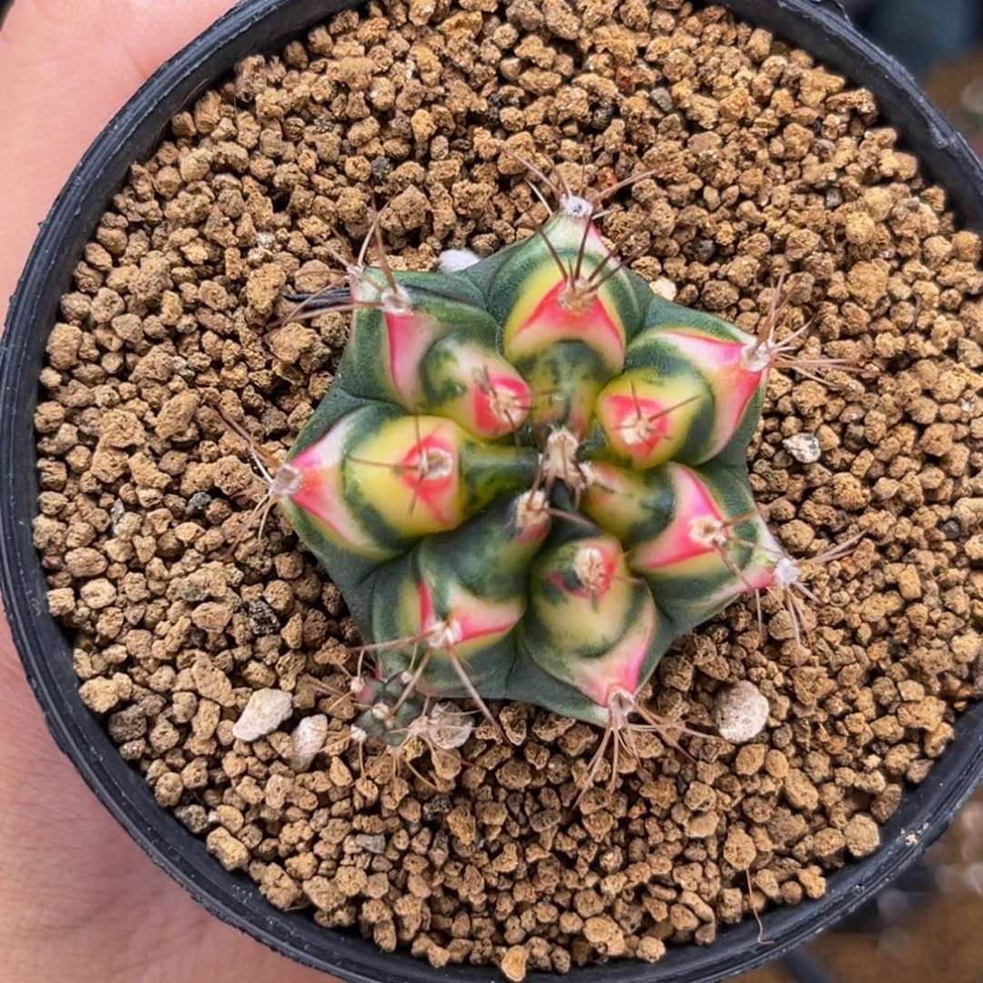 白花田 米哈仙人球