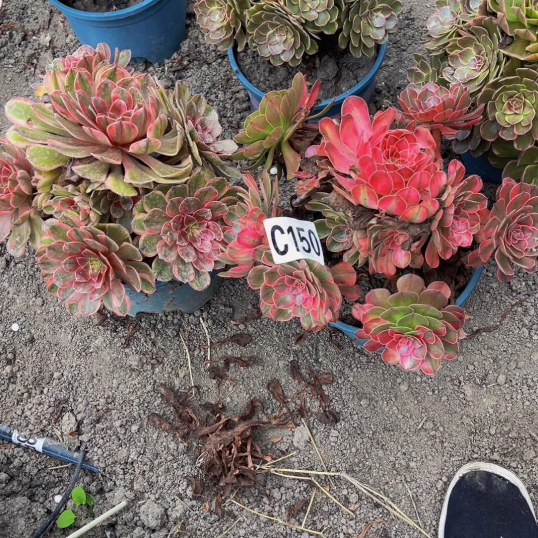 两盆法师26////51包邮