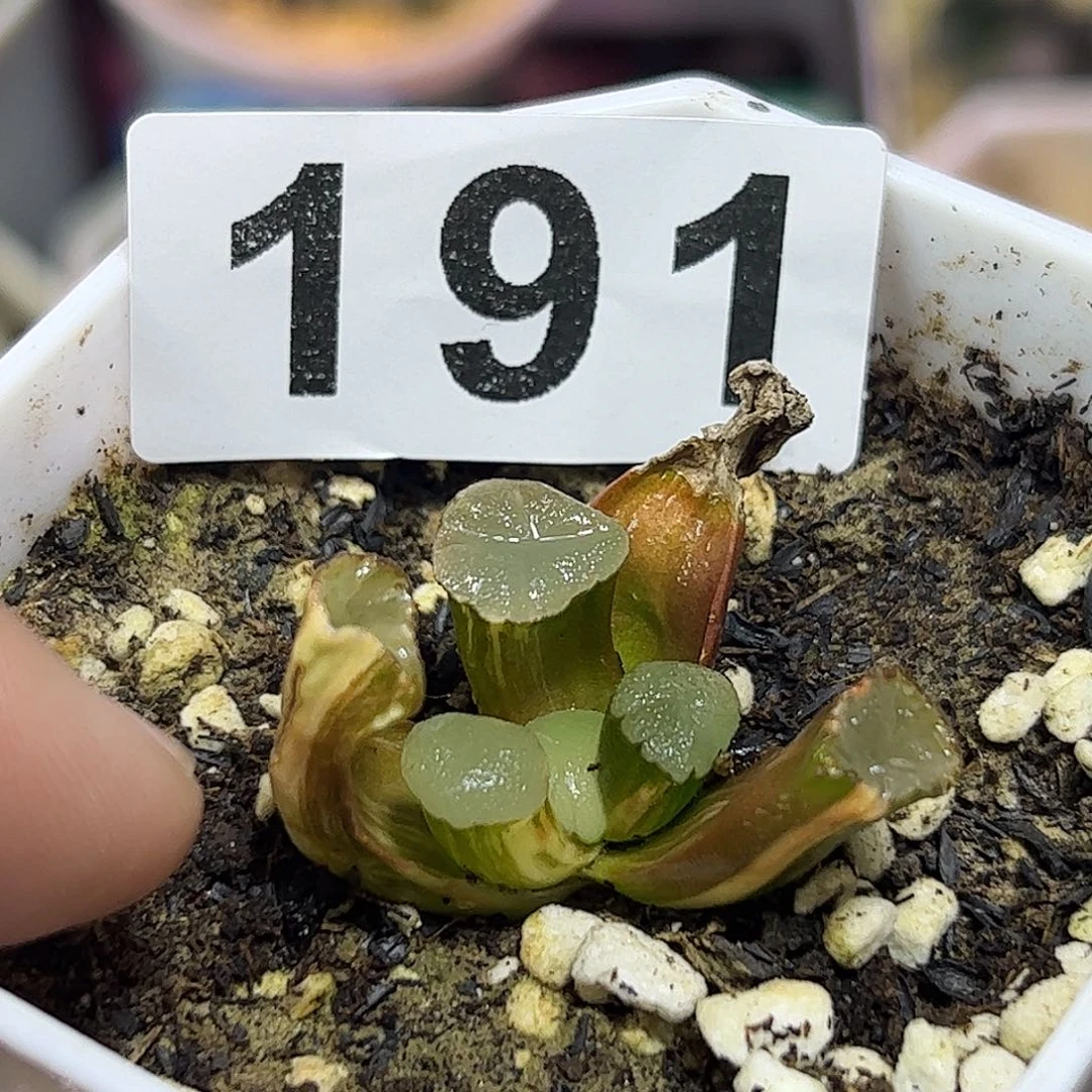 X***W千禧年锦十二卷多肉植物满