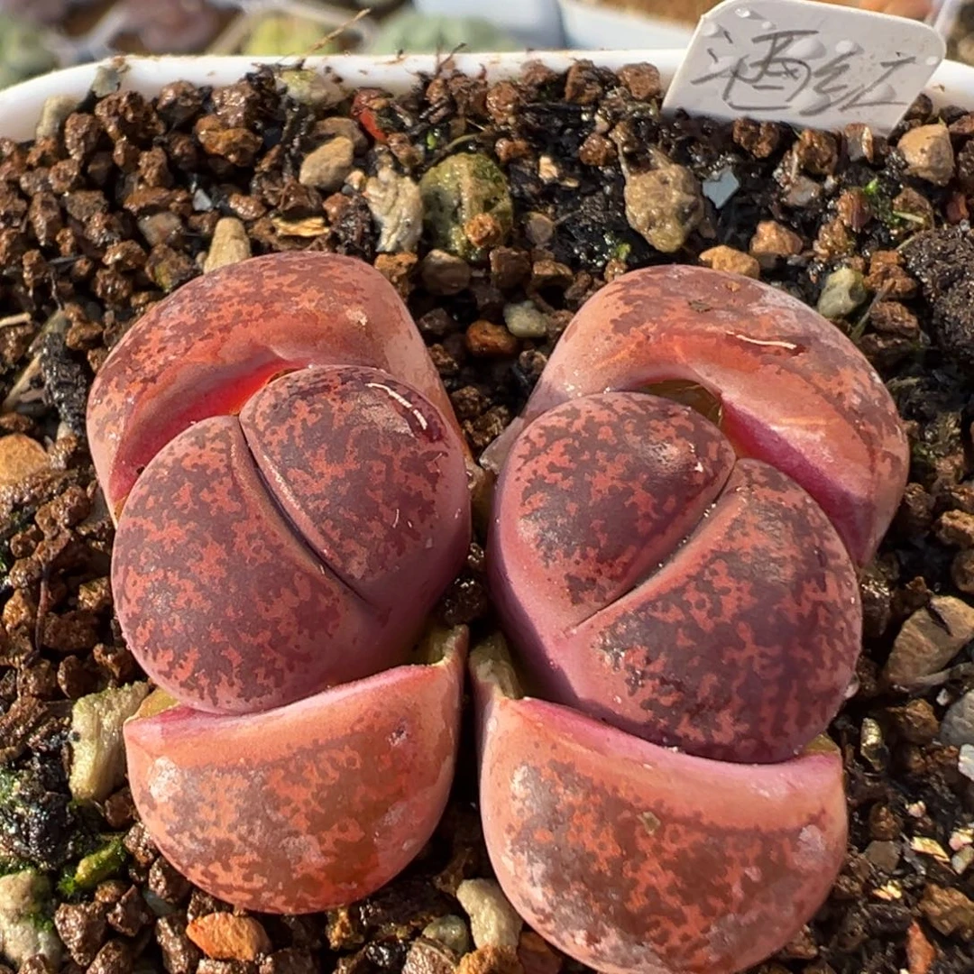 68多肉植物百科植物