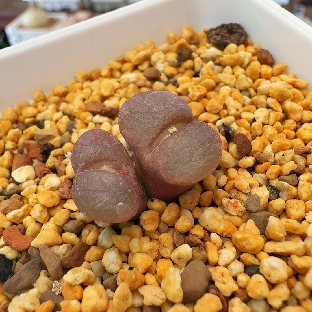 多肉植物福利清盒263