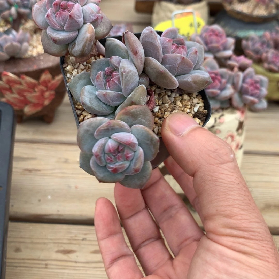 莎***莎莎莎突尼斯发货多肉