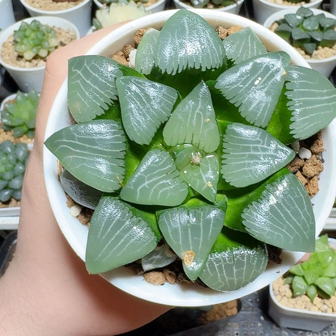 万象盆十方克一物一拍