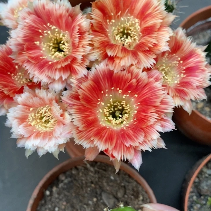 香香羽毛丽花侧芽1.5公分左右