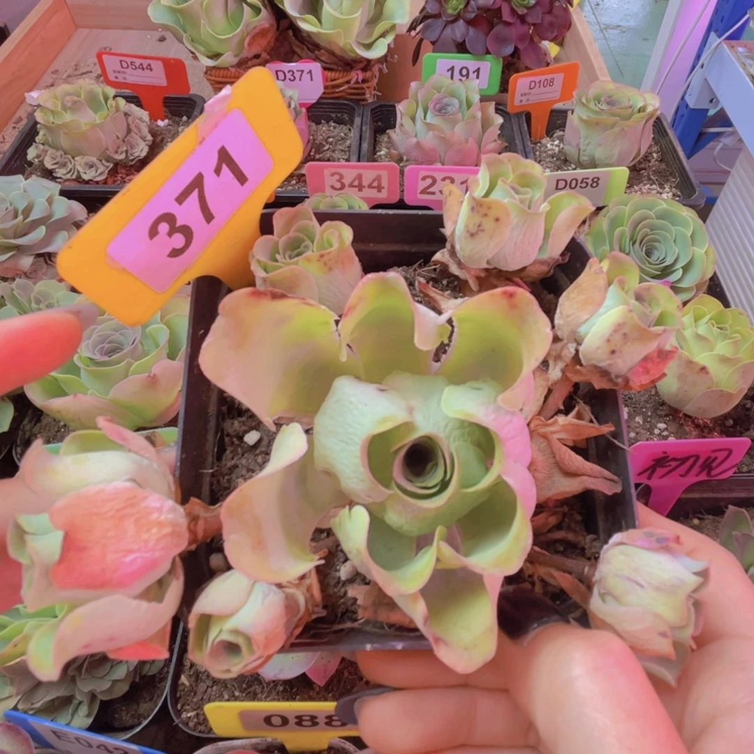 371山地玫瑰绿色