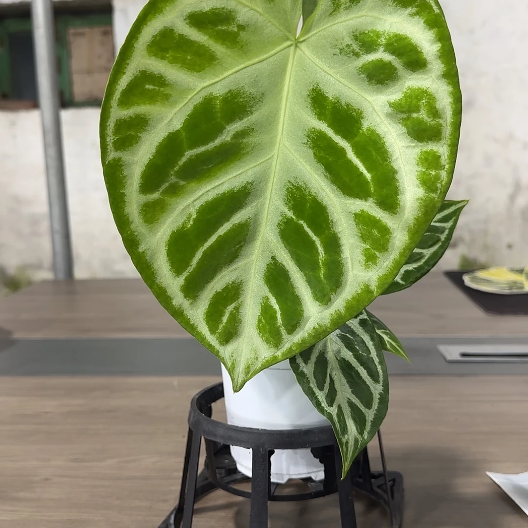 无花朵铜锣烧花烛