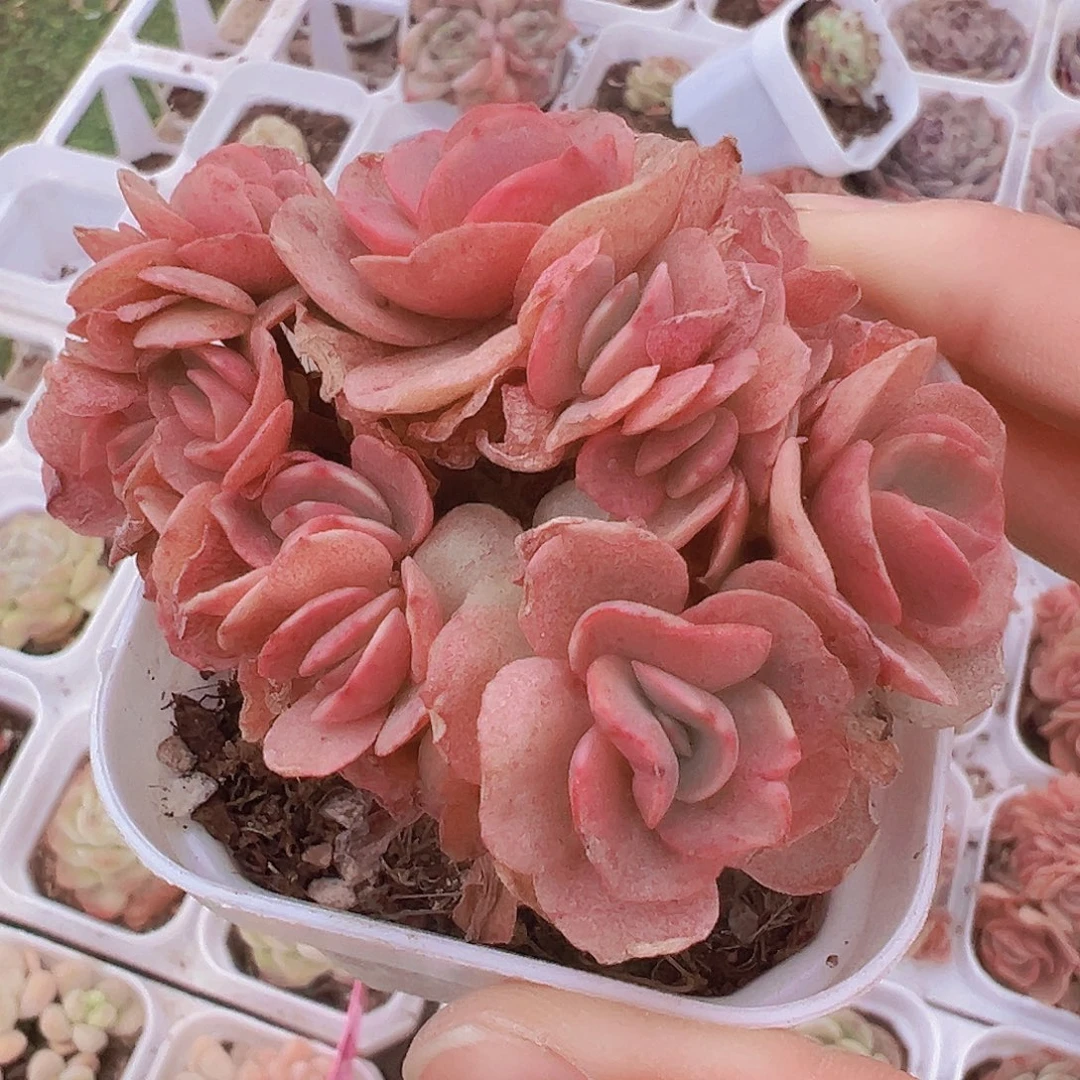 秀妍群19包邮多肉植物