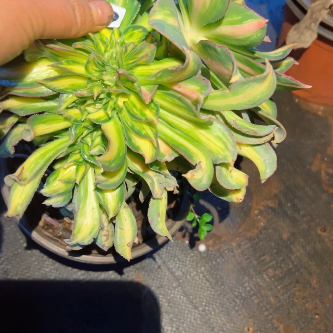 239 号多肉植物福利