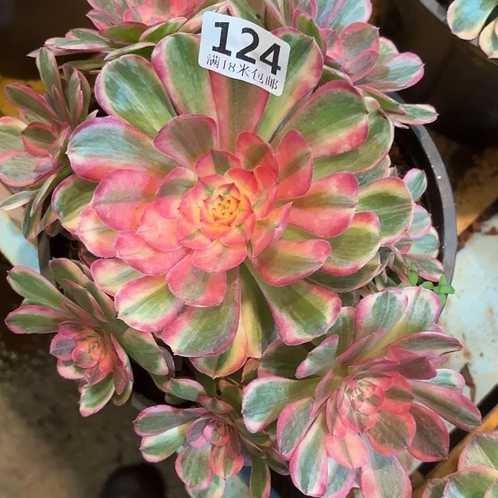 124海神捧花掌心多肉法师锦