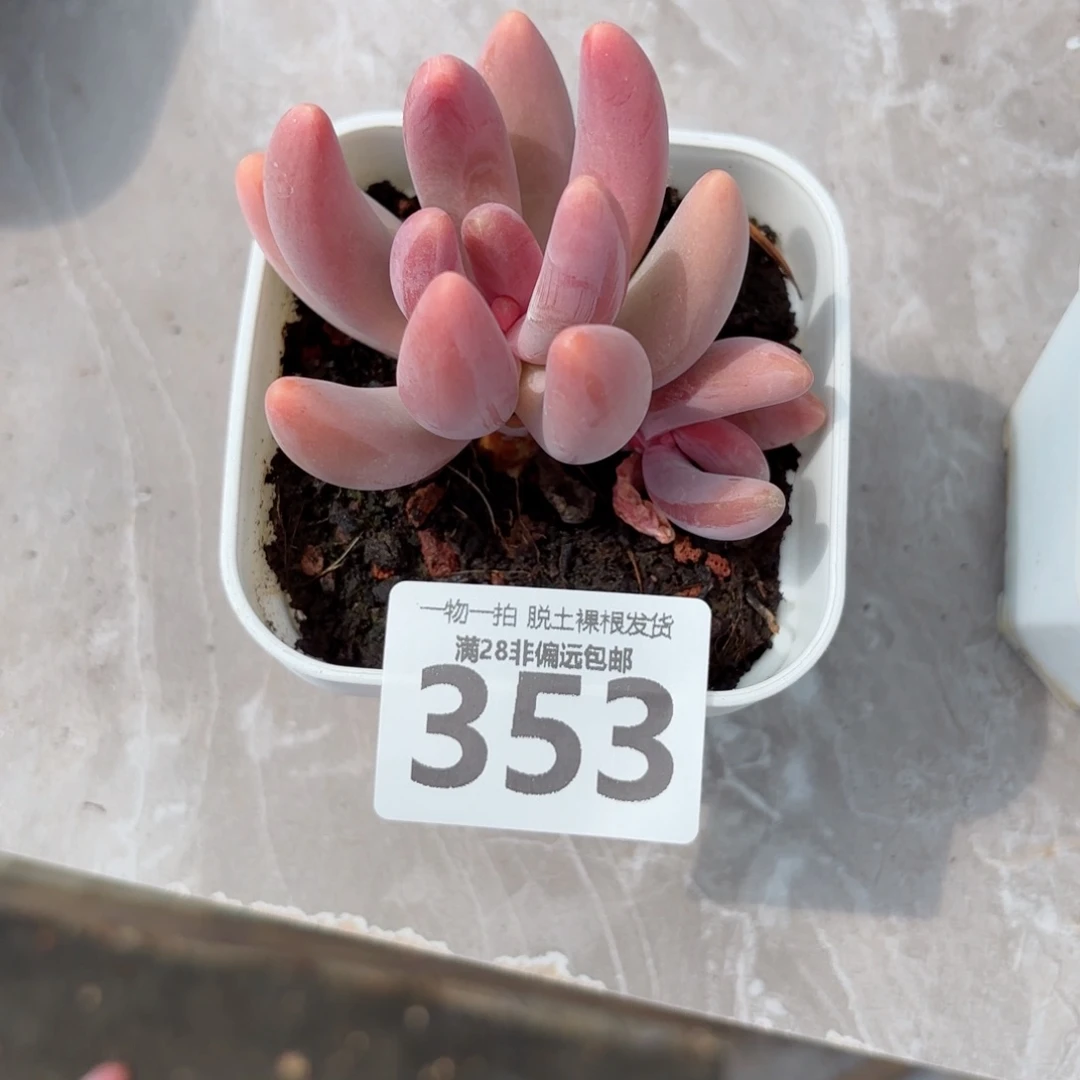 红手指无盆土发货