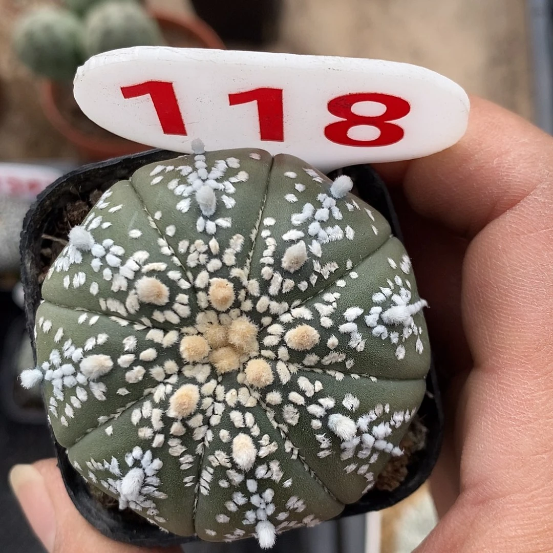 118对哦特价来了来