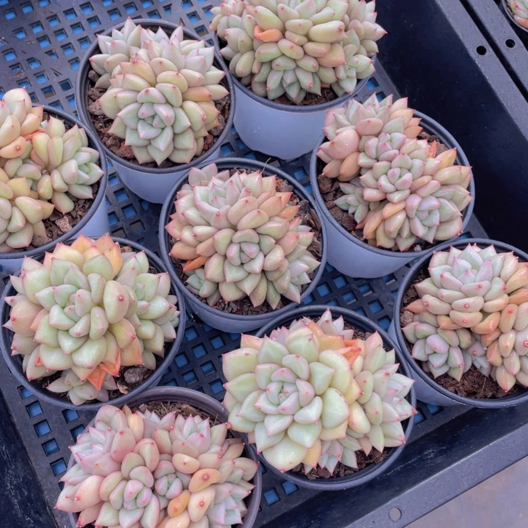 量拍15号黄金象牙大群生一个