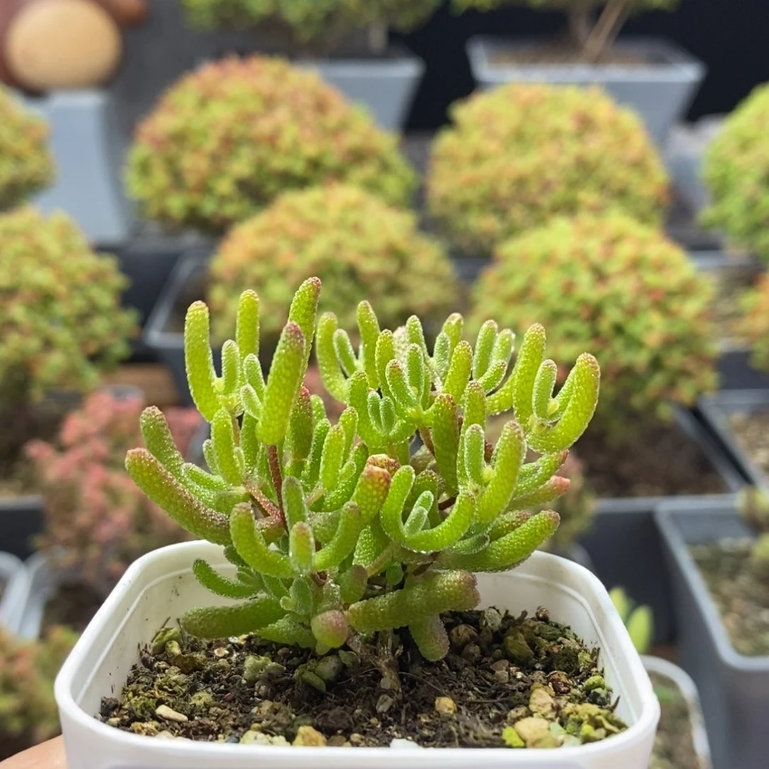 咩****冰糖1155枝干番杏